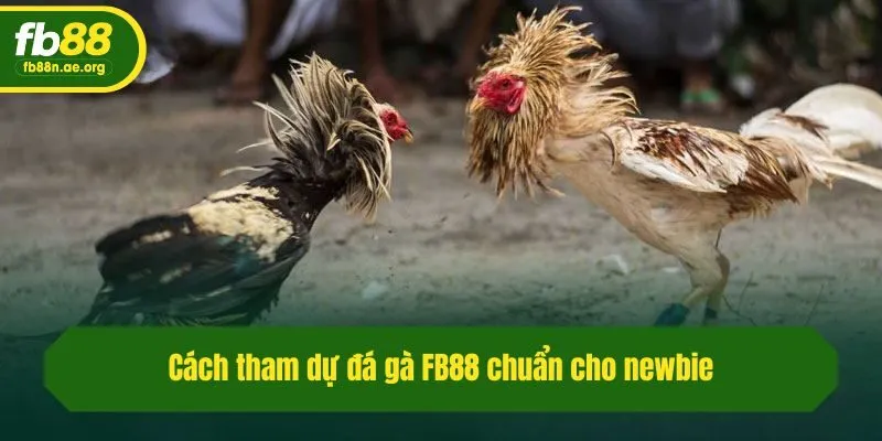 Cách tham dự đá gà Fb88 chuẩn cho newbie